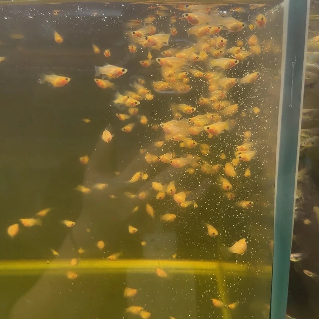 孔雀鱼黄蕾丝玻璃猫苗10条随机