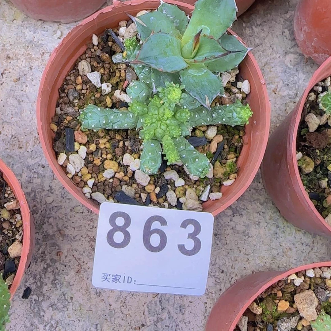 【闪购商品】宝*熊块根植物