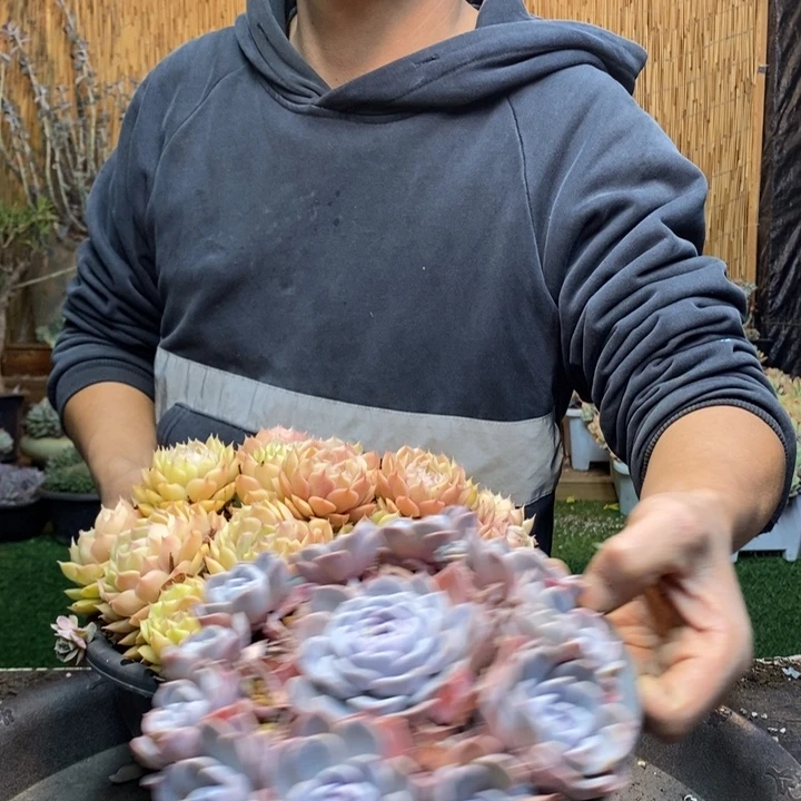 宁***宁153 号昂斯诺多肉植物