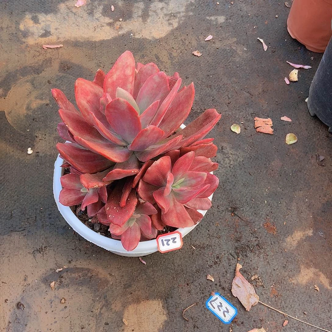 一物一拍多肉家里221砖石锦