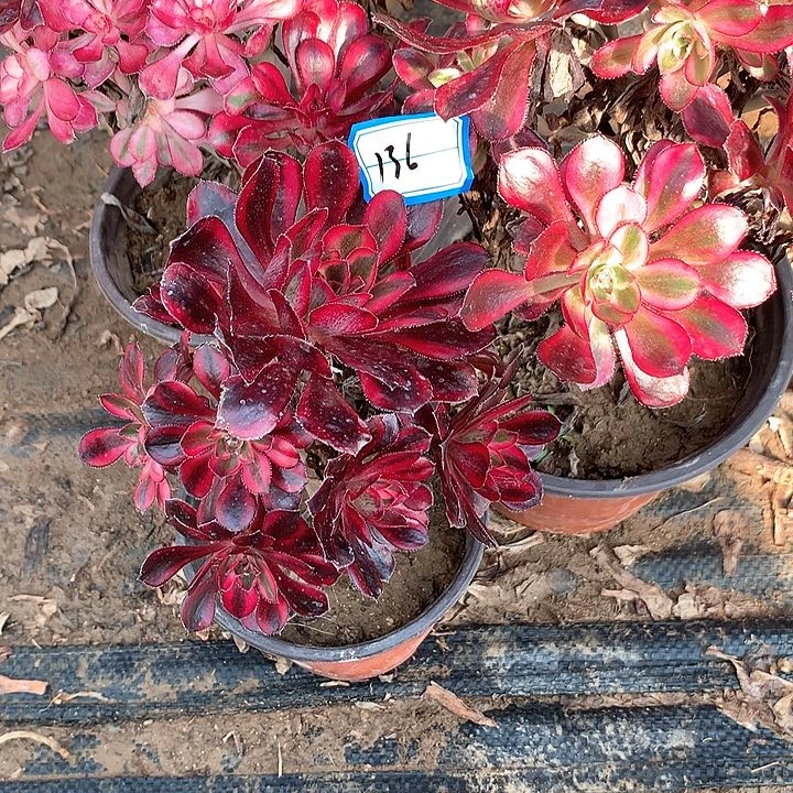 多肉植物香耳三颗有砍头136