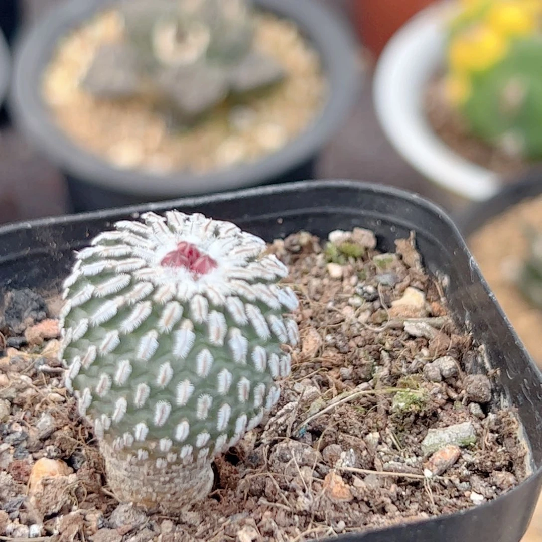 实生 精巧殿仙人球