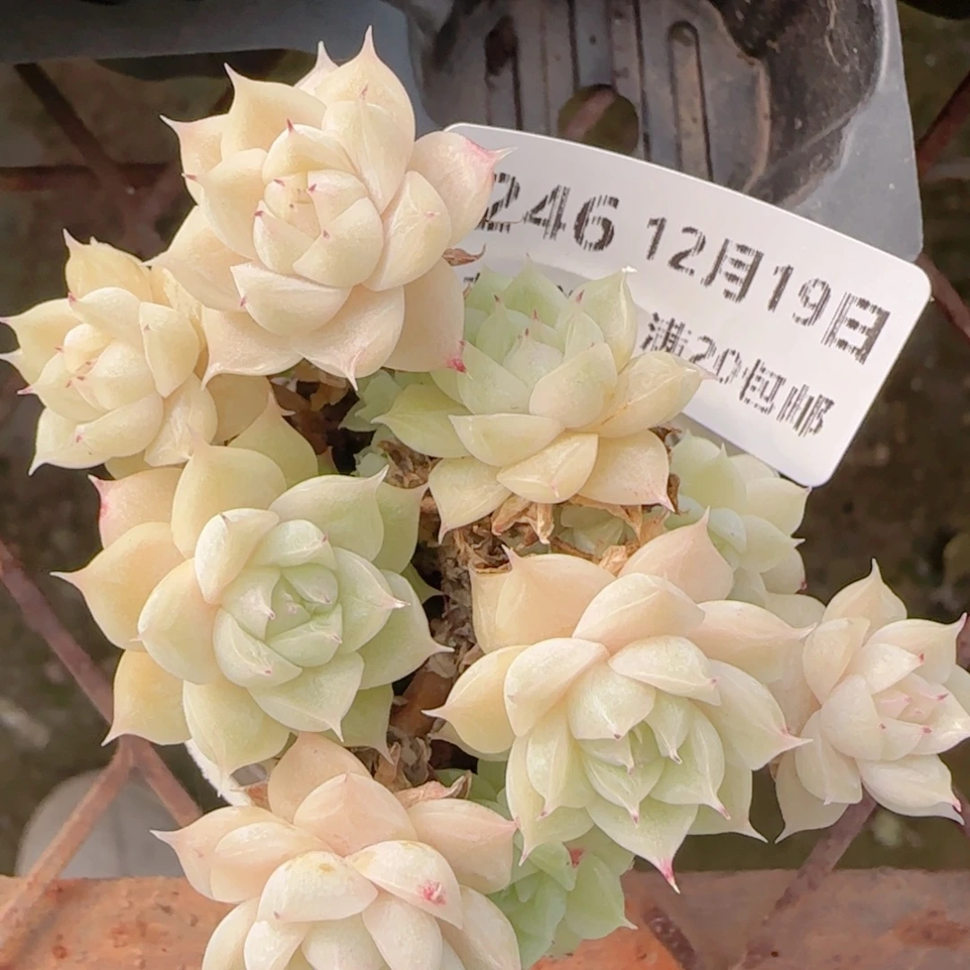 花语多肉1219-246散