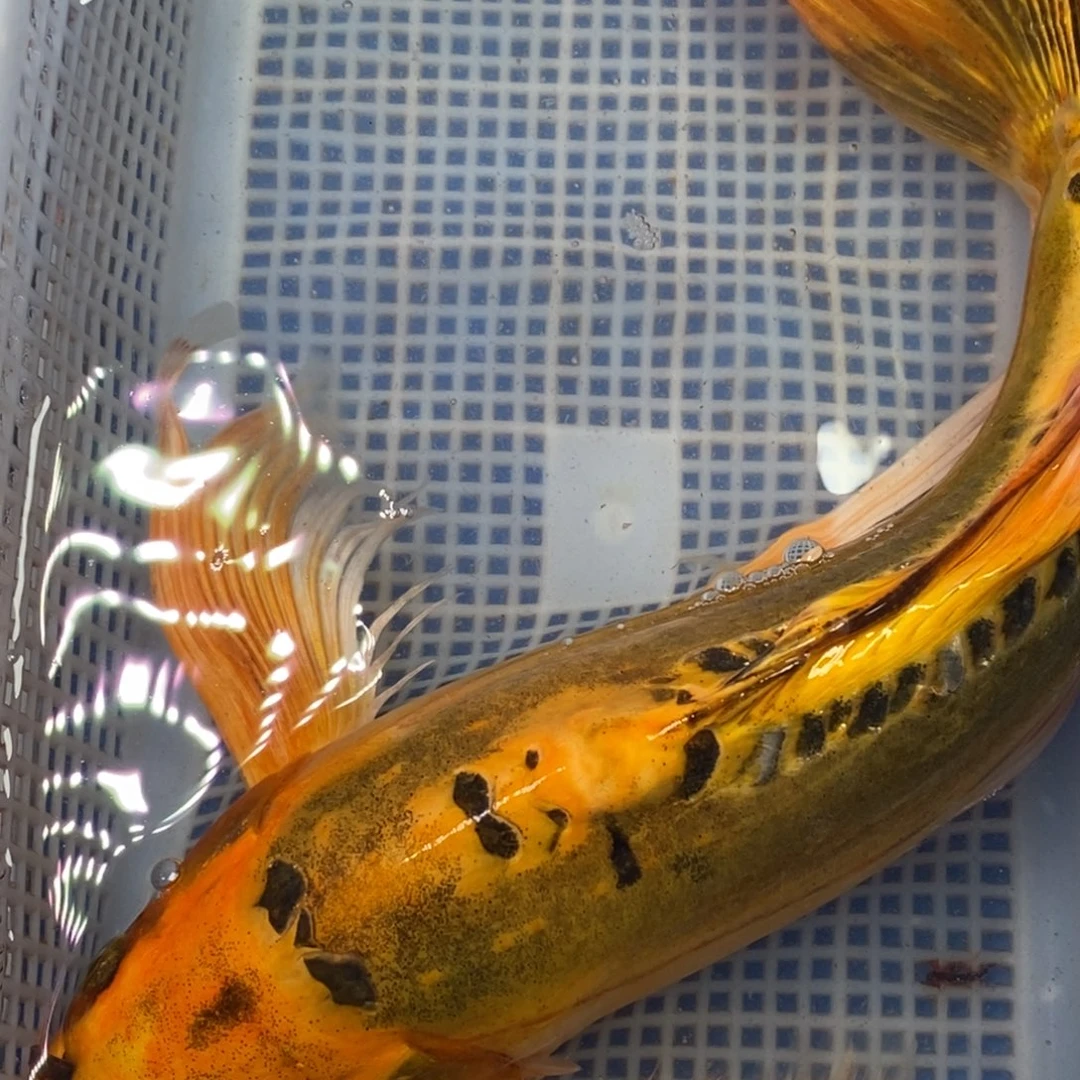 锦鲤冷水锦鲤包邮