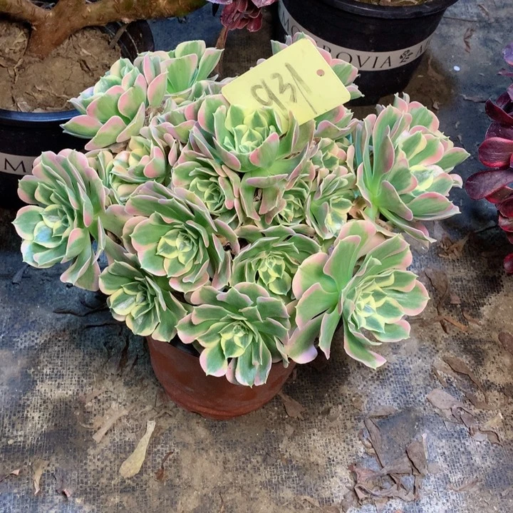 931白凤多肉一物一拍～