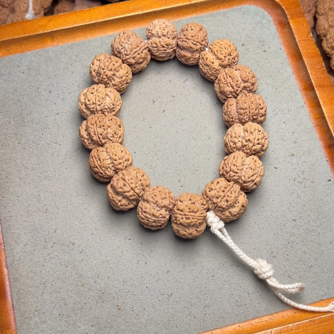 菩提22号金刚菩提矮桩深沟23