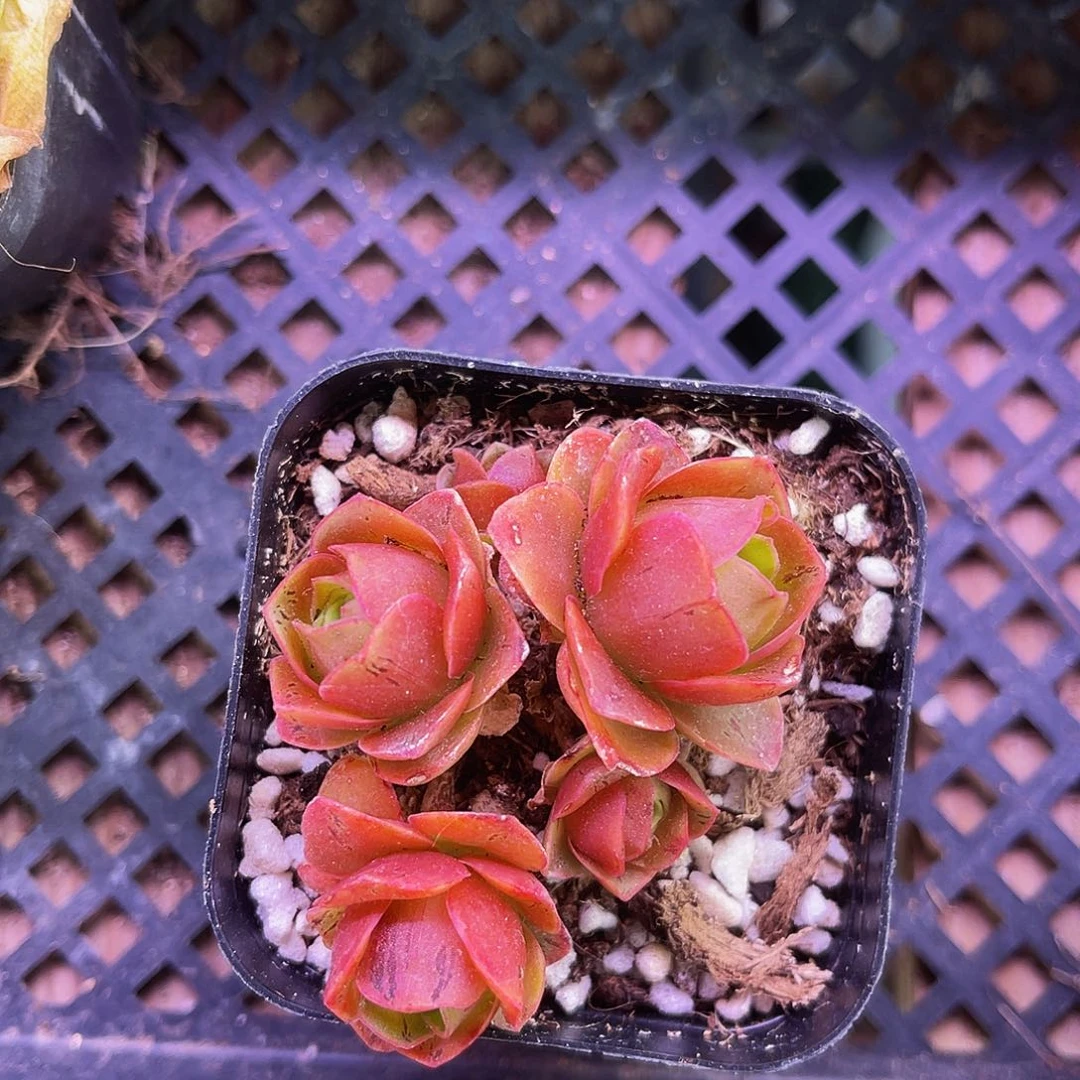 伊沫 非偏远包邮 多肉