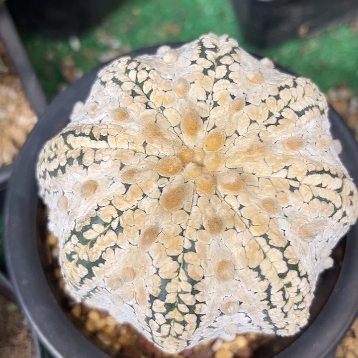 晚39号海星超兜9.9公分带盆