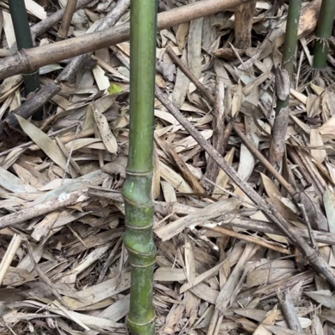 骑***点实心竹竹竹竹竹竹竹竹竹