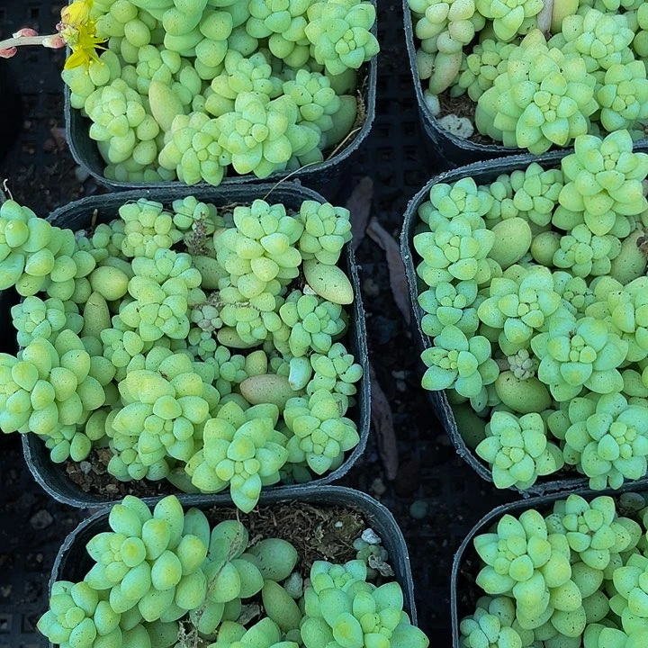 玉坠2.8带盆土发