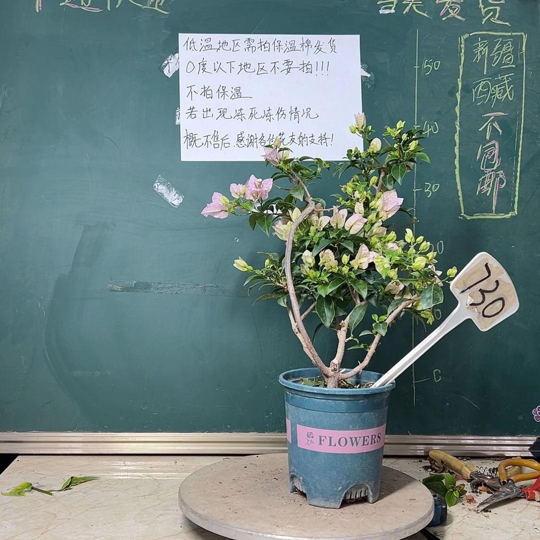 全部花苞苹果花 原生小树头 730