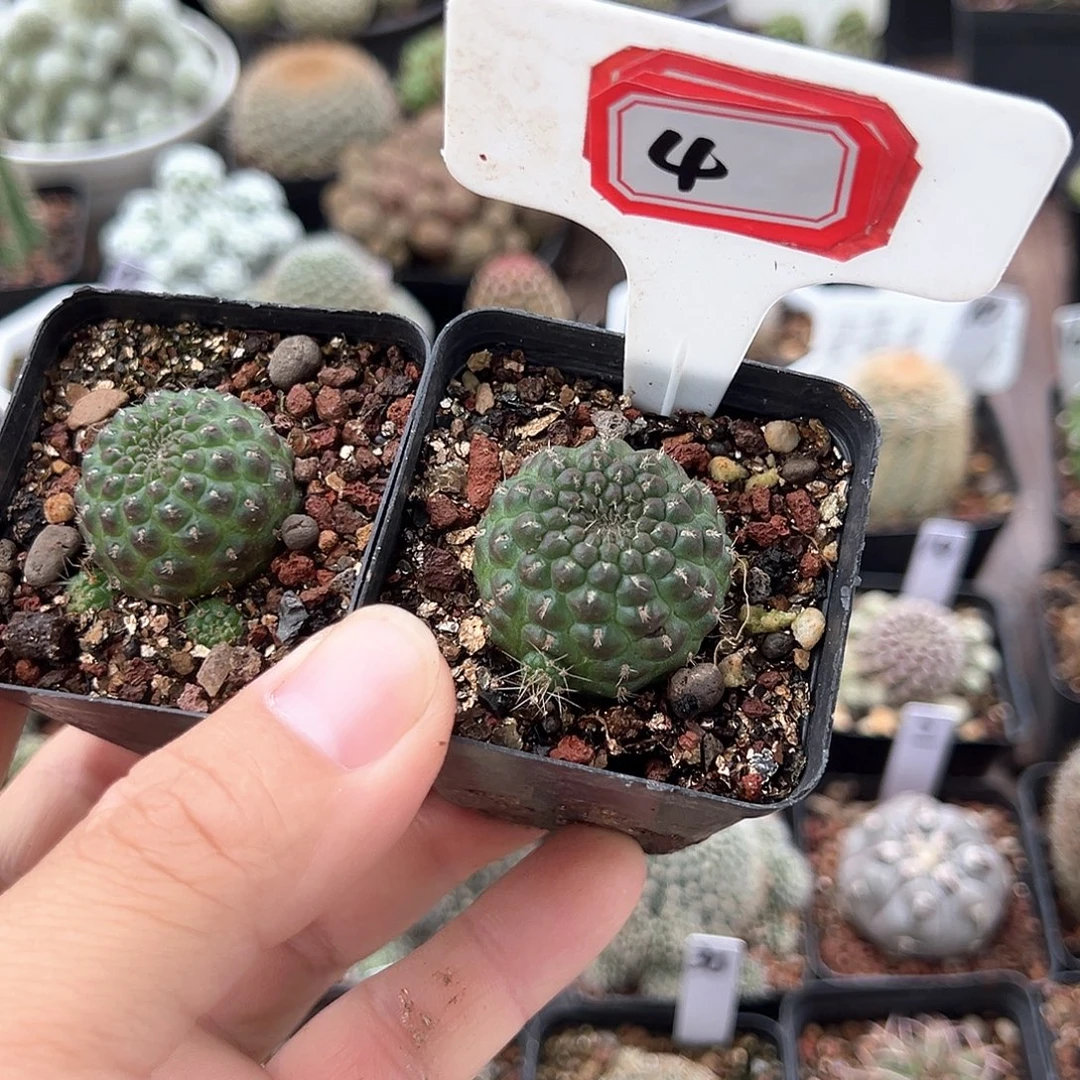 萍***逢4往事多肉园仙人球往事