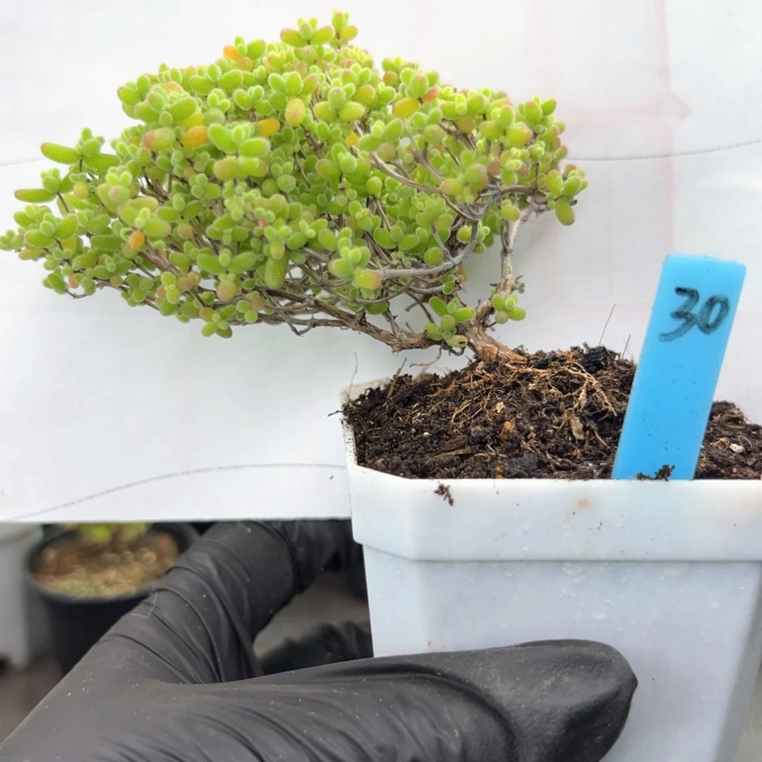 云朵飘桩蜜橘30号