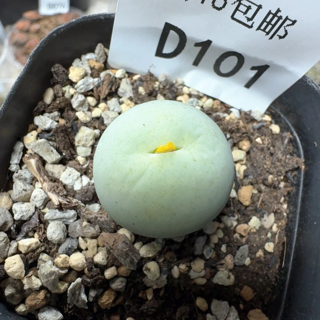 D101 鸽子蛋尺寸2.2。带盆