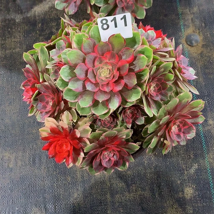 法师黑魔锦811000000