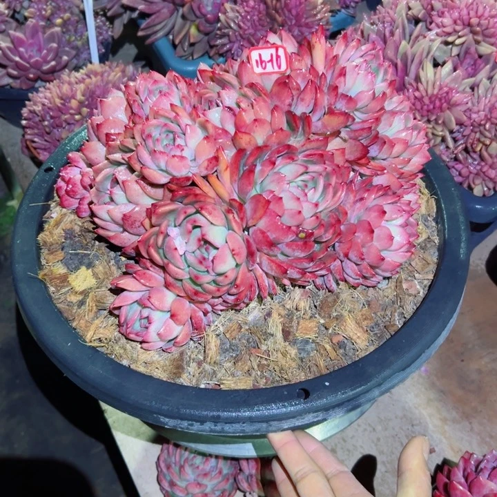 ?*然精品多肉植物老桩