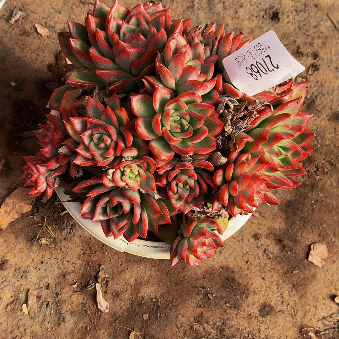 雪***絨   瑞安娜多肉27068