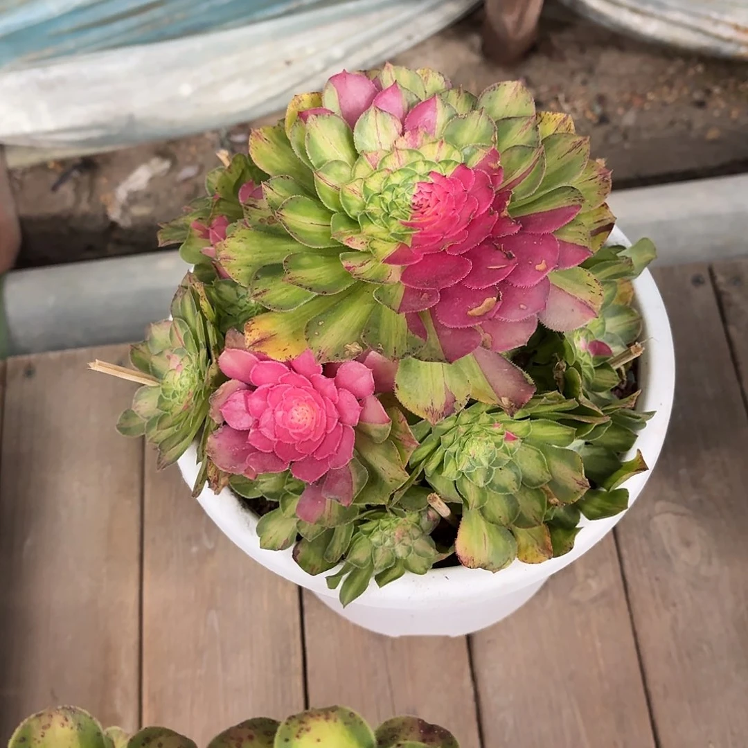 微****知否大师手捧冠幅20寄养送货