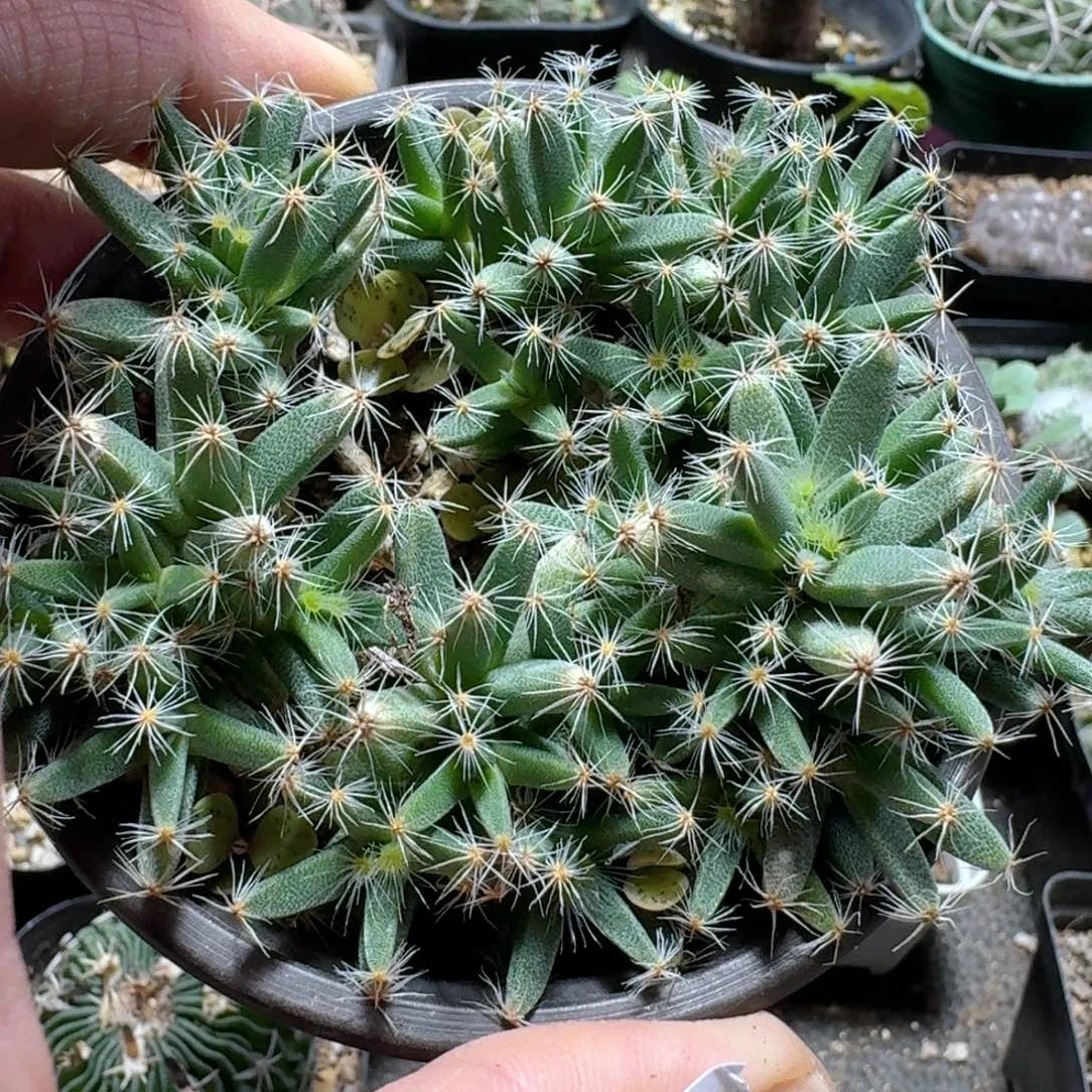 娴****623紫晃星脱土发货