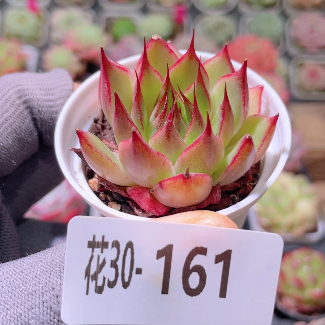 花利美30-161新品