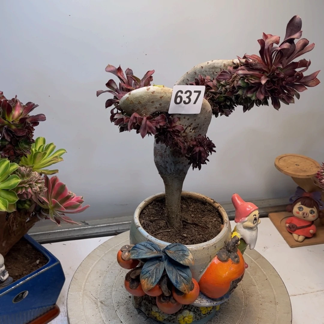 多肉植物黑法师缀637有修