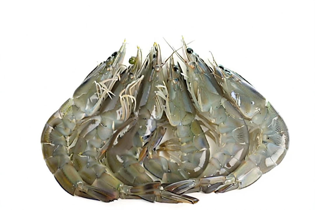 汉沽洒金坨盐田汪子虾【每斤26-28头左右】保鲜不保活盐汪子虾天津