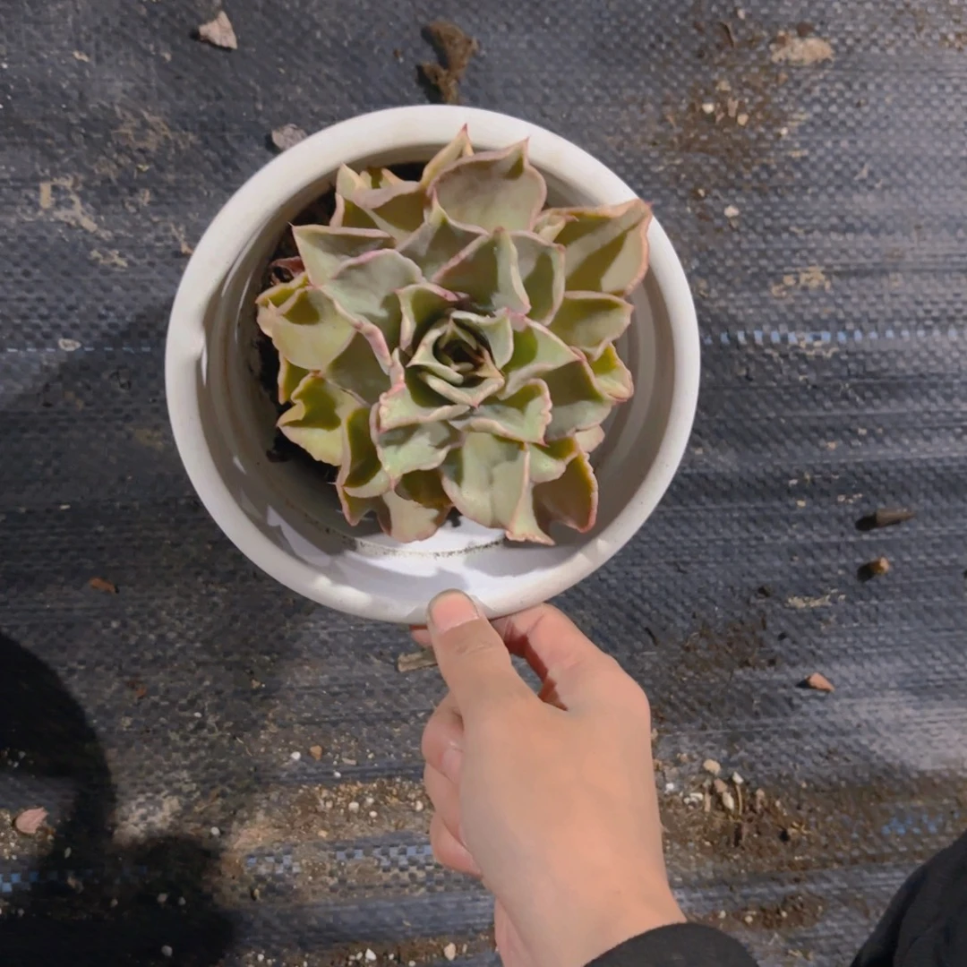 老桩饺子皮新疆包邮福利