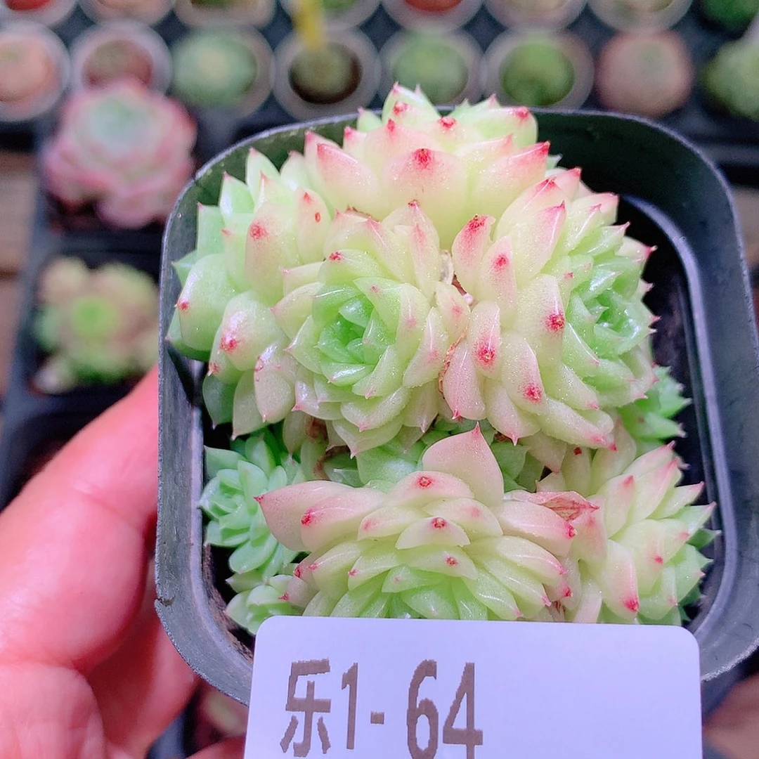 乐然1-64 幻影群