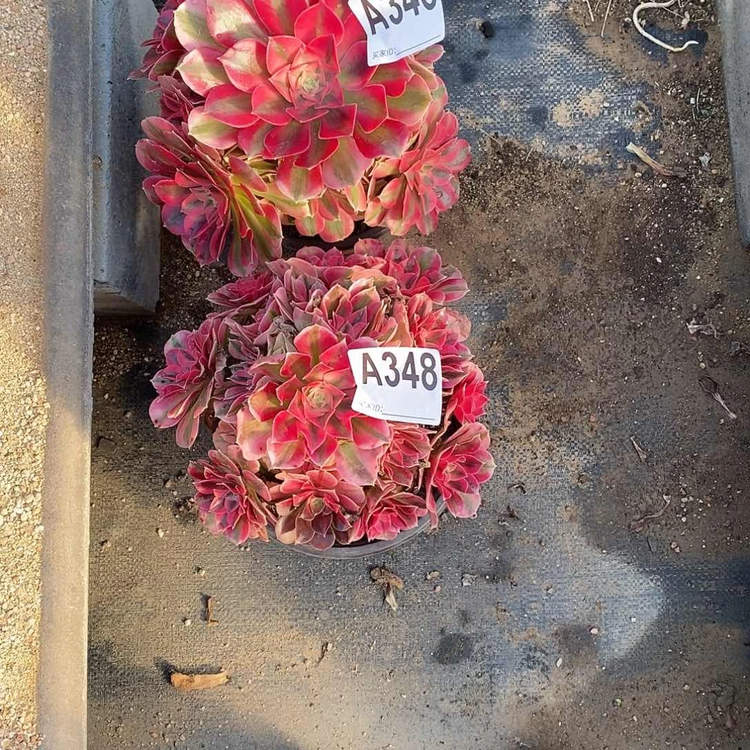 粉女巫两颗多肉法师346348