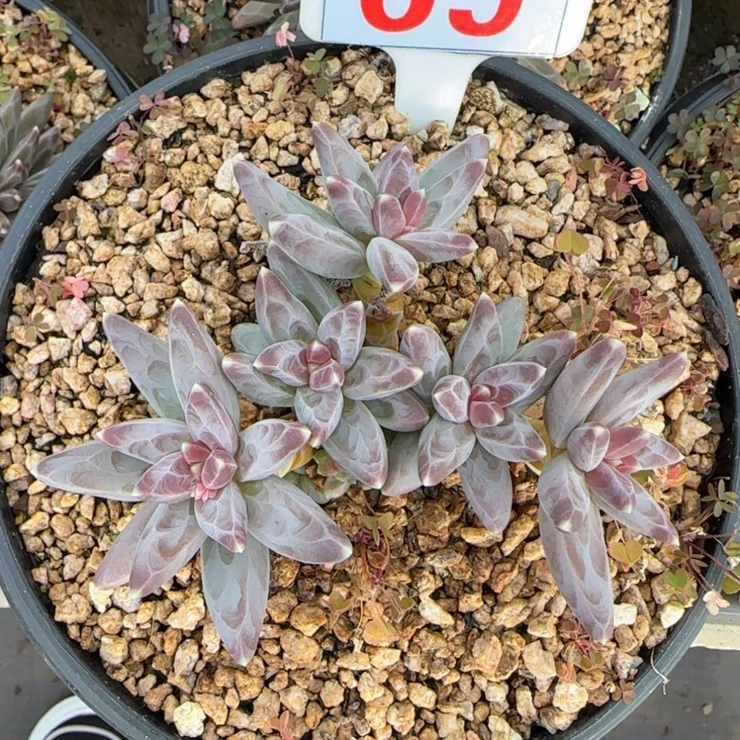 69。       凤羽肉