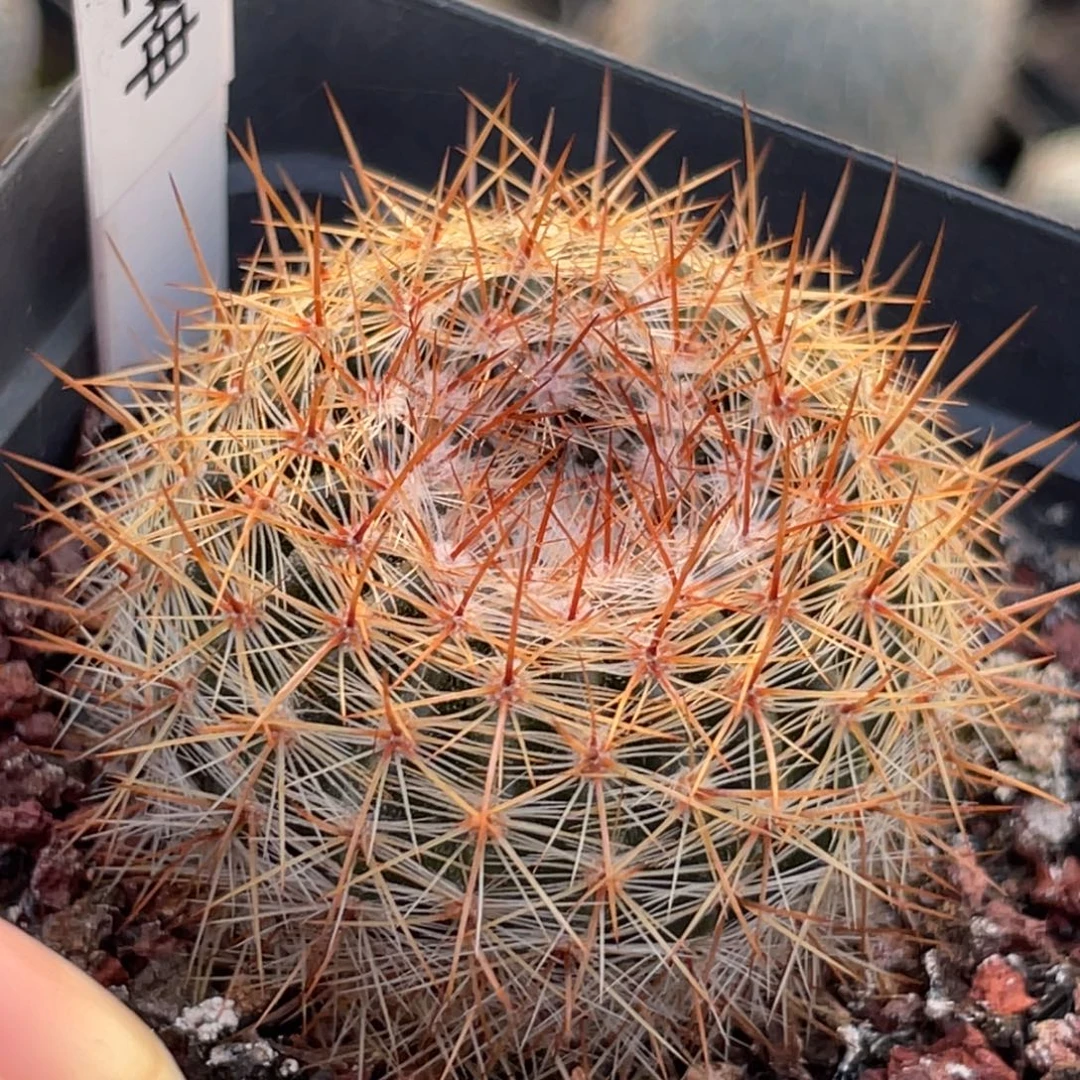 3.8实生月世界带盆