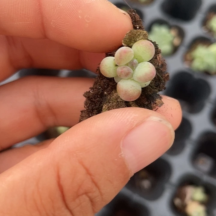 萤火虫穴盘发3颗满18包邮