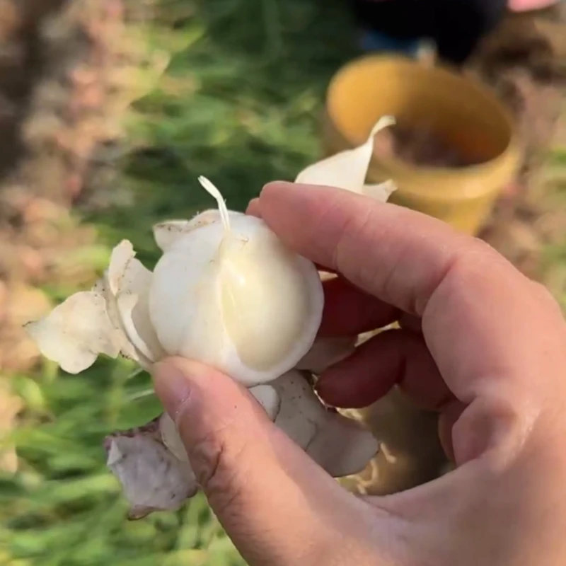 东北开原老城新大蒜2025新蒜独头大蒜新鲜大蒜头批发糖醋红皮