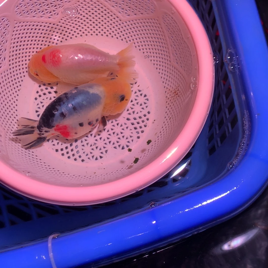 海水鱼开箱视频包损