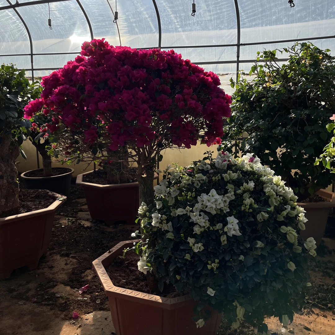 三角梅一物一拍 四季开花 多年生 好养活 可盆栽