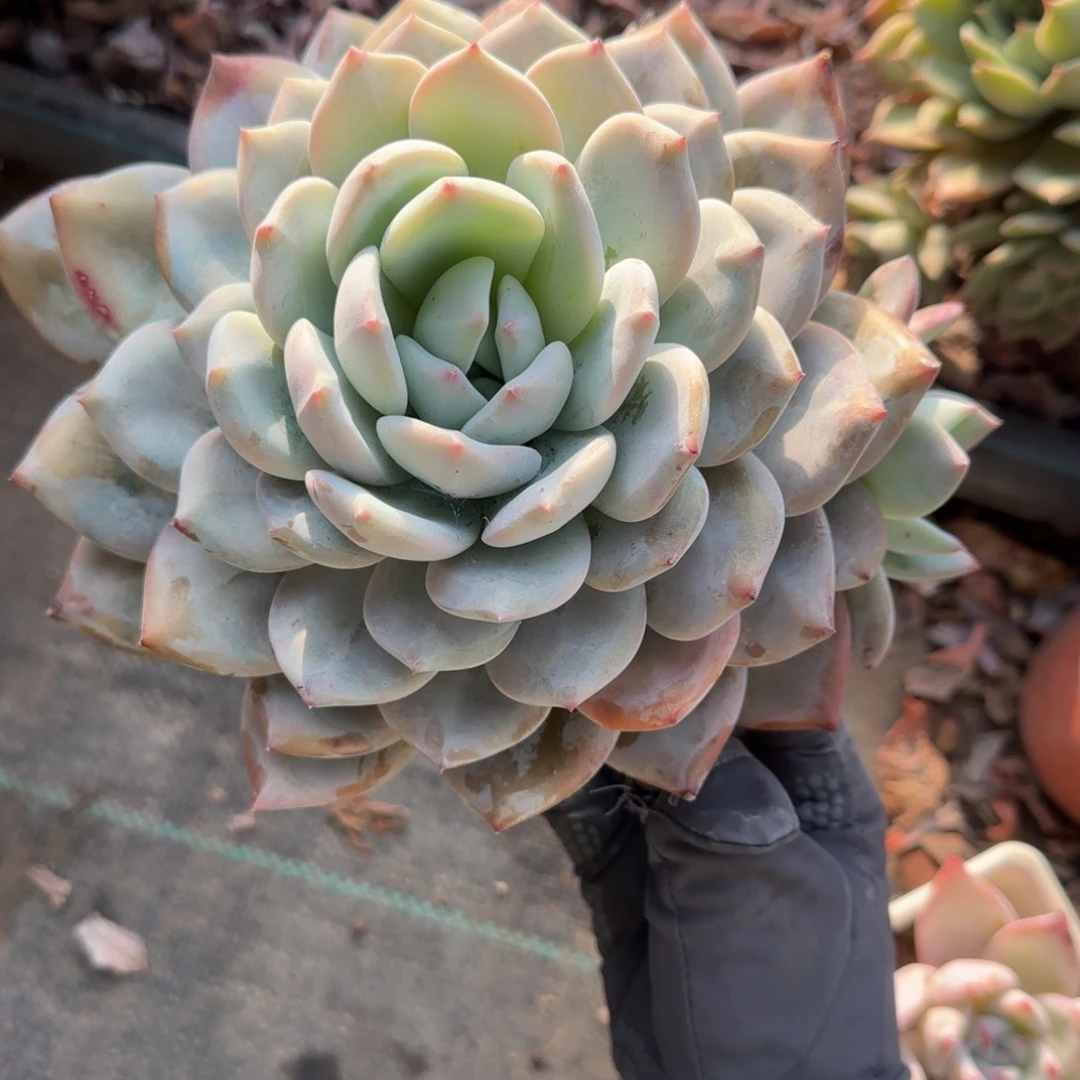 无花朵橙子大单头带崽