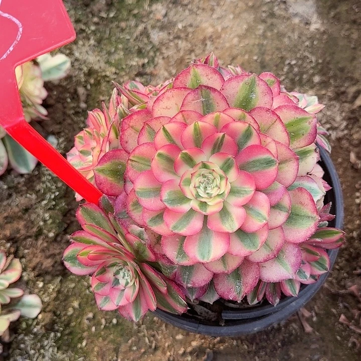 4-3倾城多肉法师