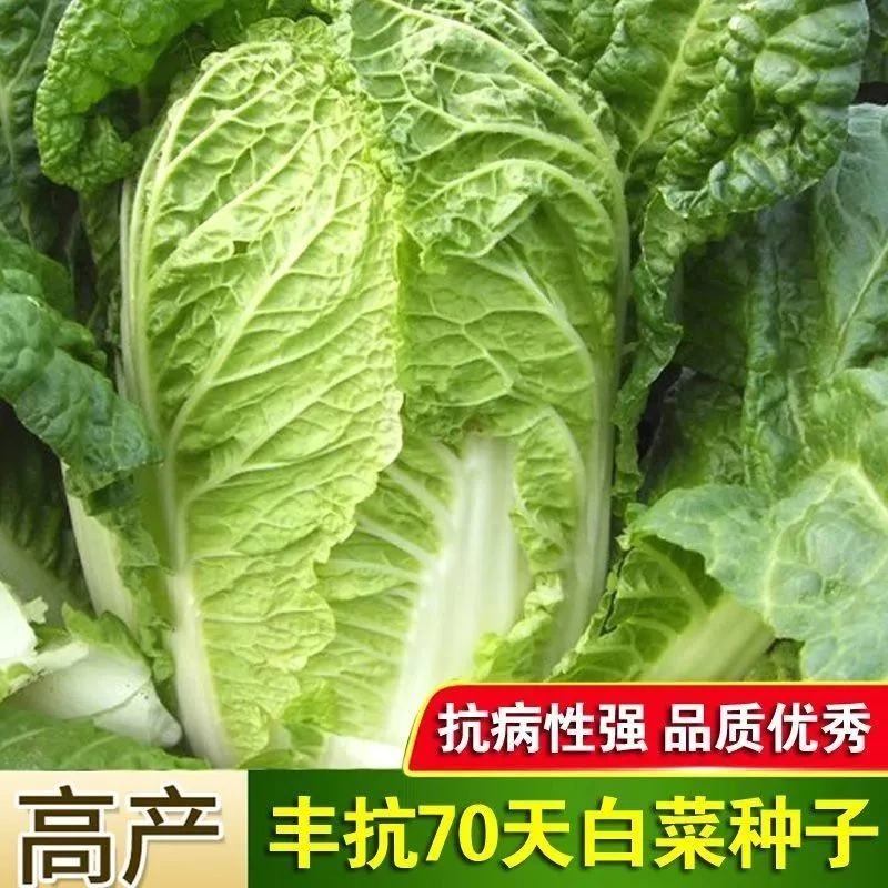 《满5包包邮》丰抗70大白菜种子抗病高产大白菜农家秋冬播蔬菜种子