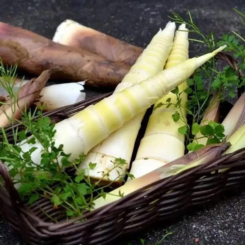 笋竹笋 春笋 雷竹笋