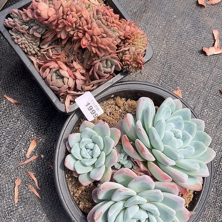 阿雅园艺。      1999不售后