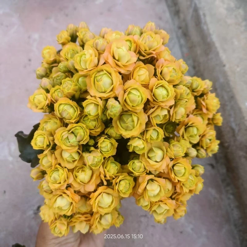 青苹果，80小盆长寿花原盆原土