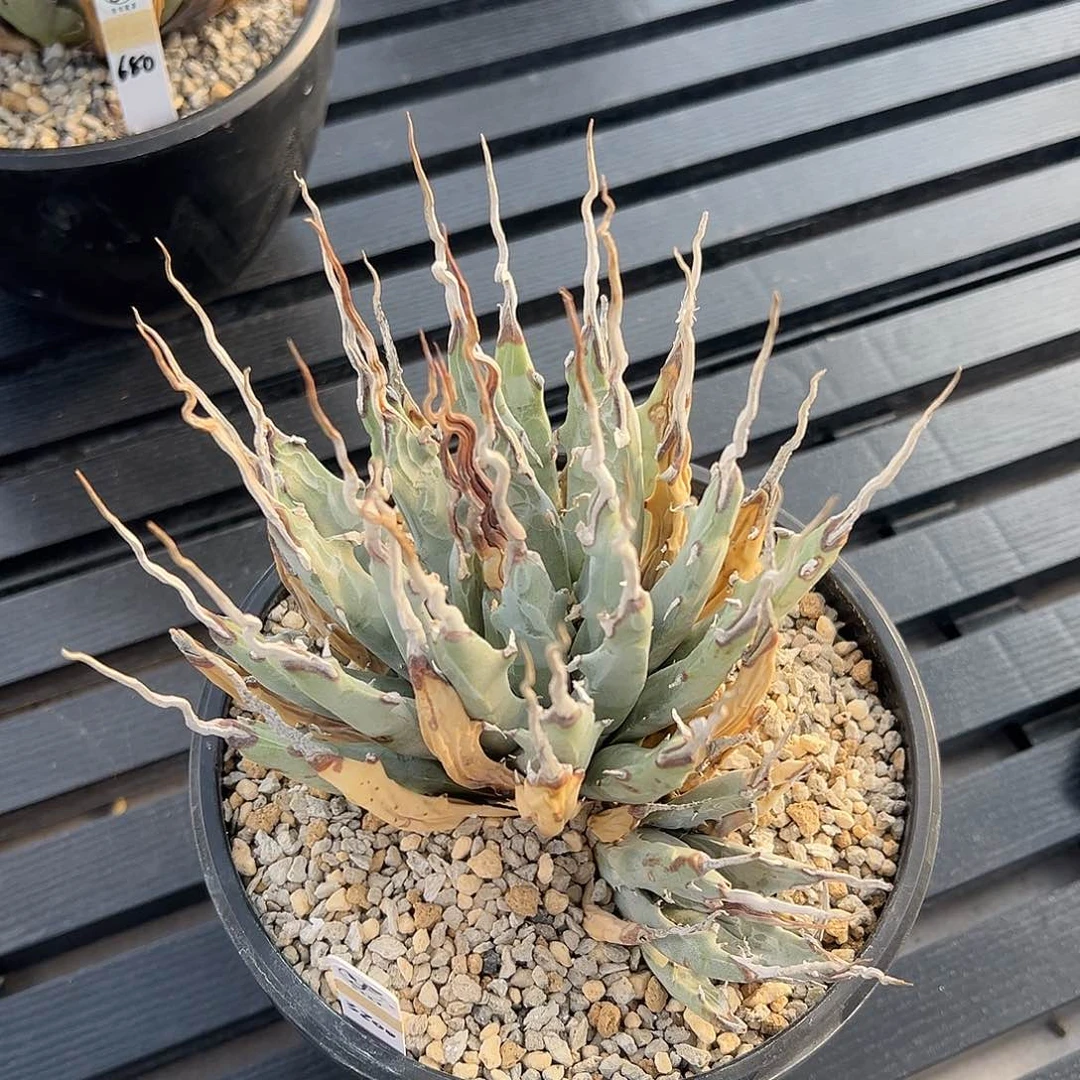 无花朵熟桩带盆，双头群生，长粗折叠刺，长刺短叶