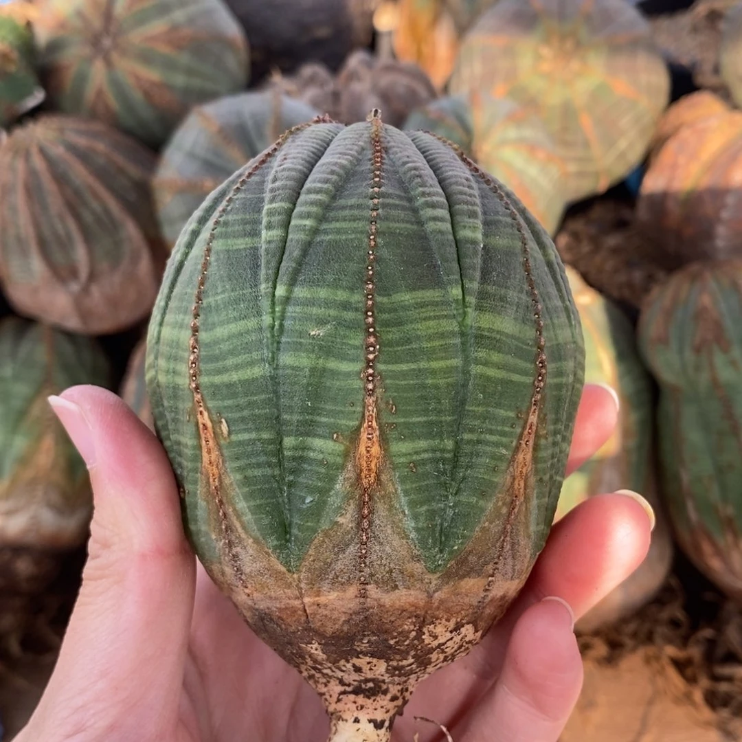 15布纹球精品一物一拍