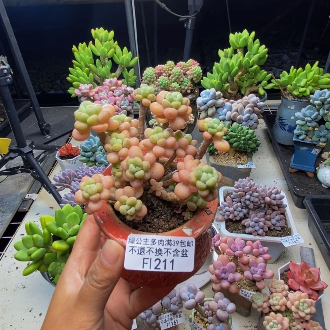 211花朵鱼子酱多肉7c m