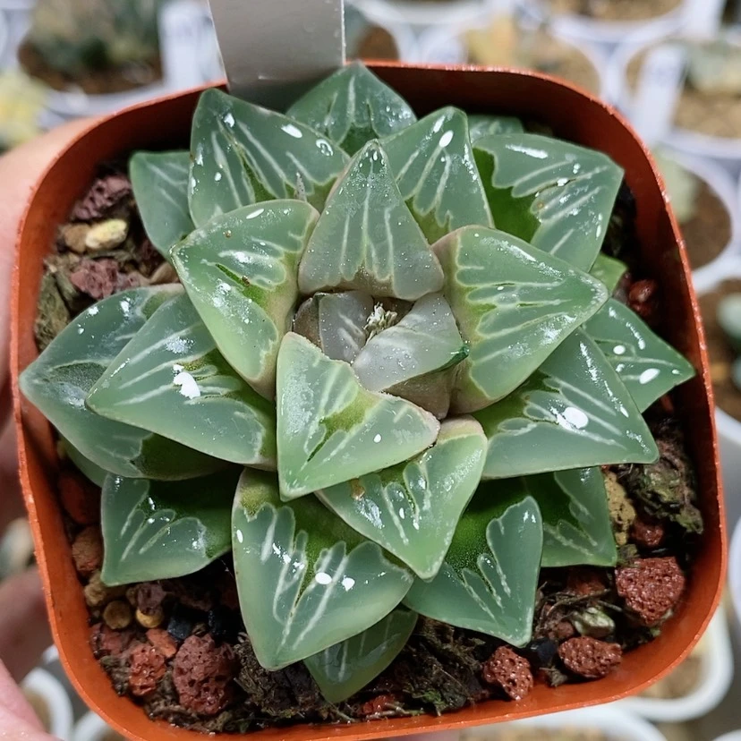 【闪购商品】90绿玻璃
