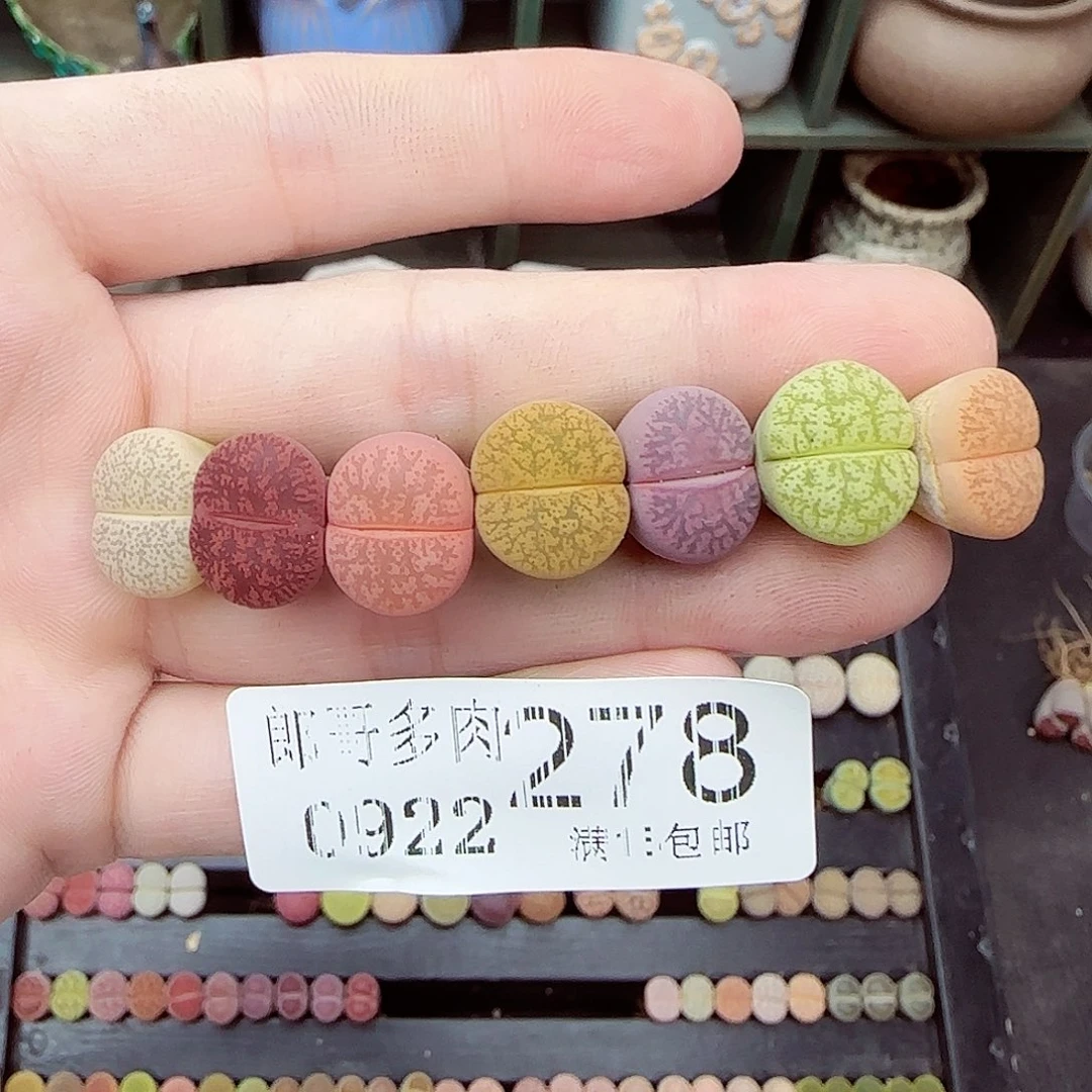 满满18包邮0922-278