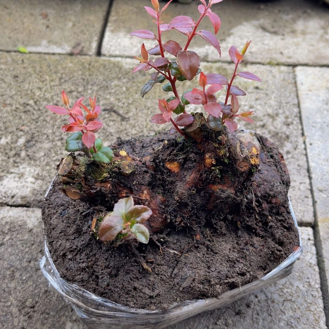 当前无花栽培后可以开花