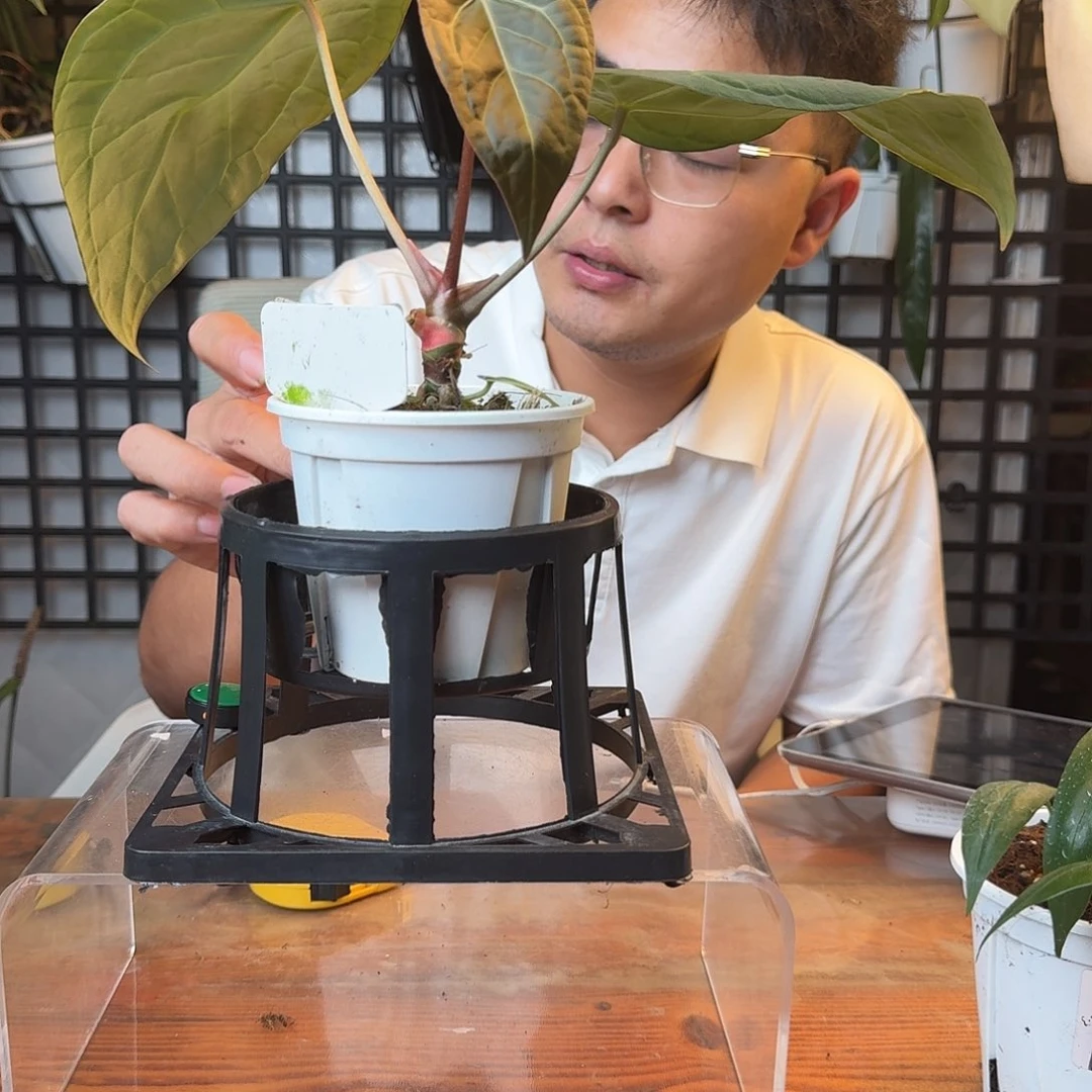 徐***琳无花朵一物一拍D61