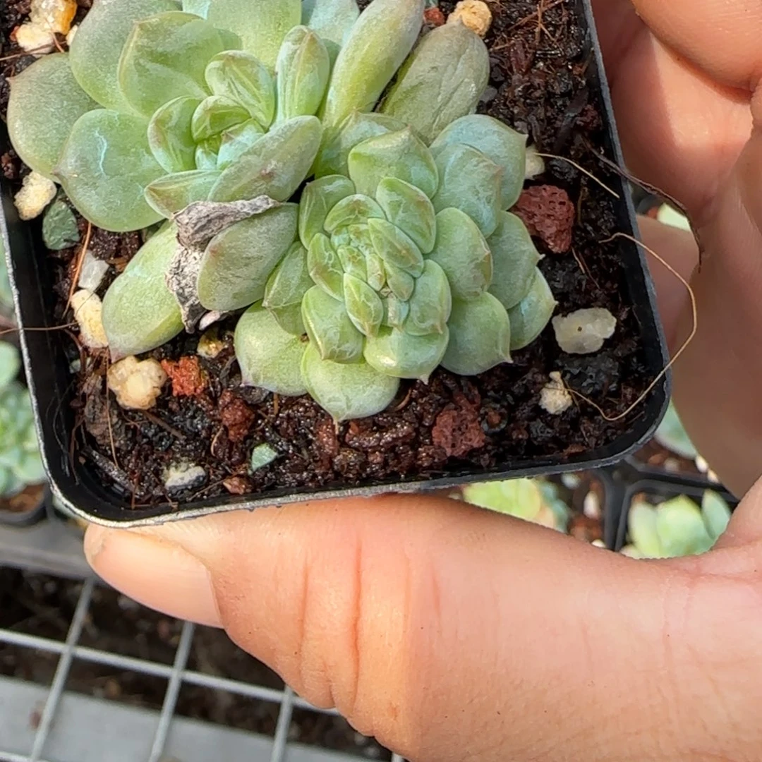 小卡拉米糖心一物一拍