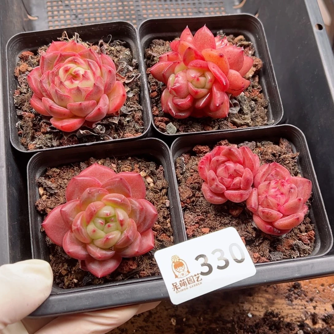 鱼*多肉植物多肉植物